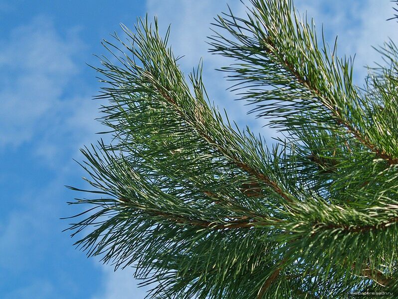 agullas para o tratamento da osteocondrose cervical