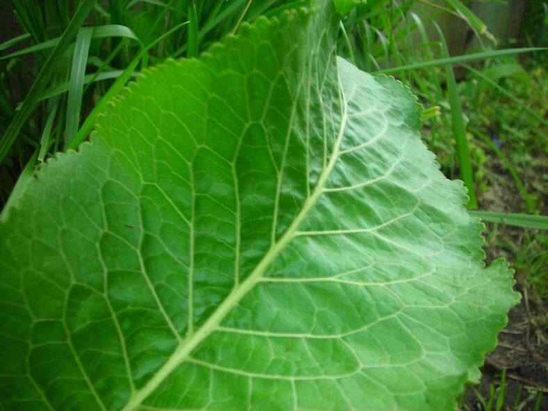 rábano picante para a osteocondrose cervical